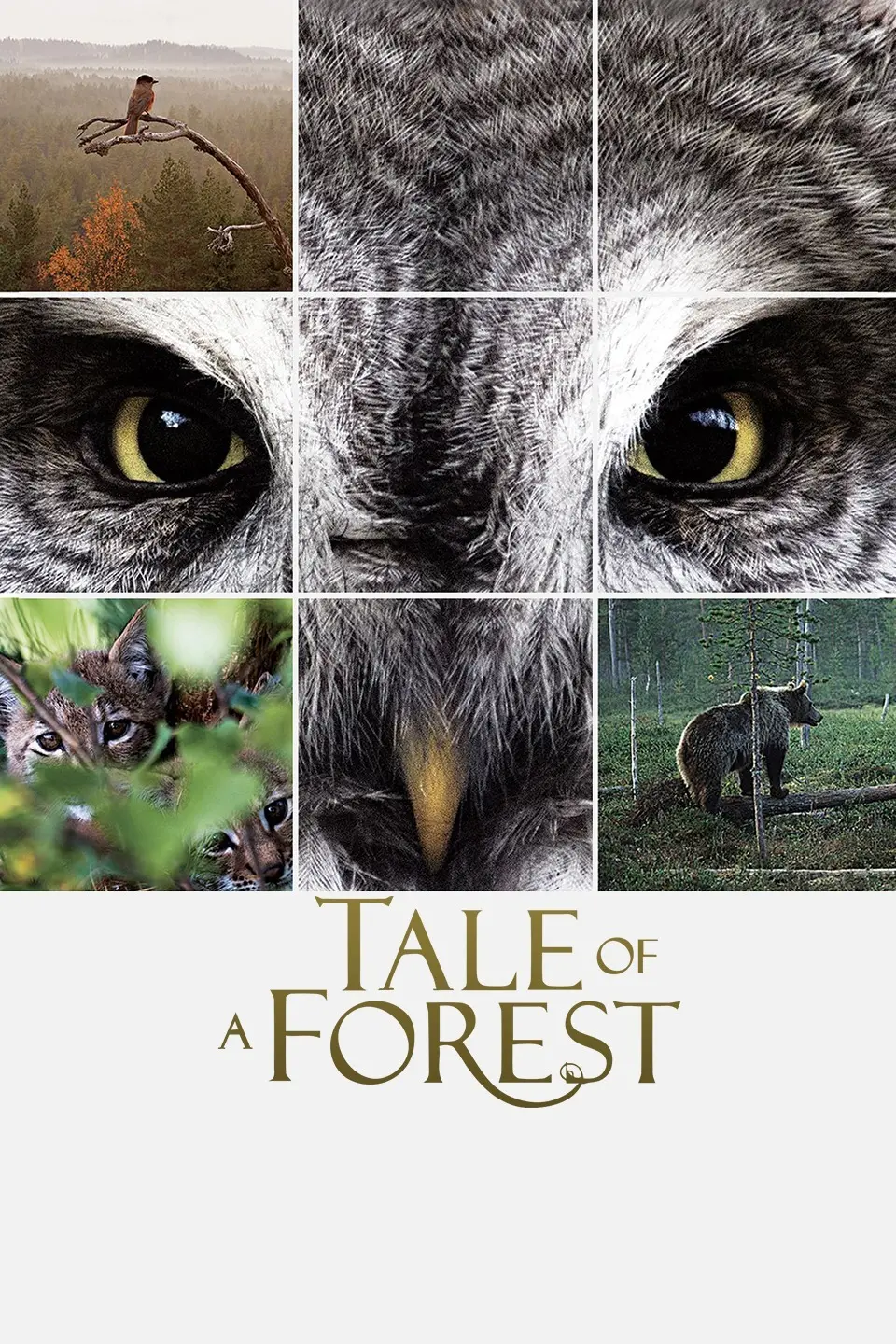 《森之传说》：一场唯美治愈的奇幻冒险，人与自然的和谐共生，唤醒你内心的童真！